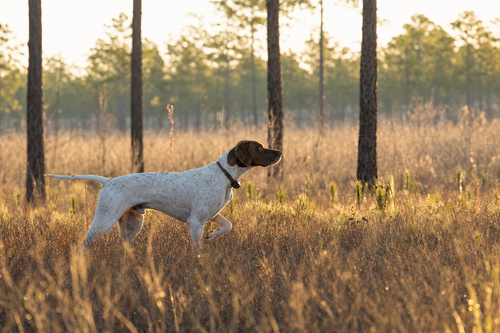 The Bird Dogs of Bullock County: Union Springs' Field Trial Legacy