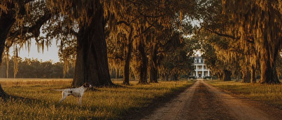 Small town road near Hardaway, Alabama at golden hour